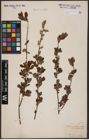 Foto von Salix aurita L. x Salix myrtilloides L.
